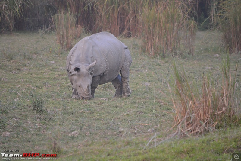 Experiencing Wildlife and Nature - Kaziranga National Park-dsc_1107.jpg