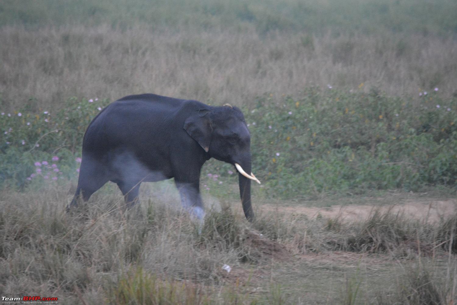 Experiencing Wildlife and Nature - Kaziranga National Park - Team-BHP