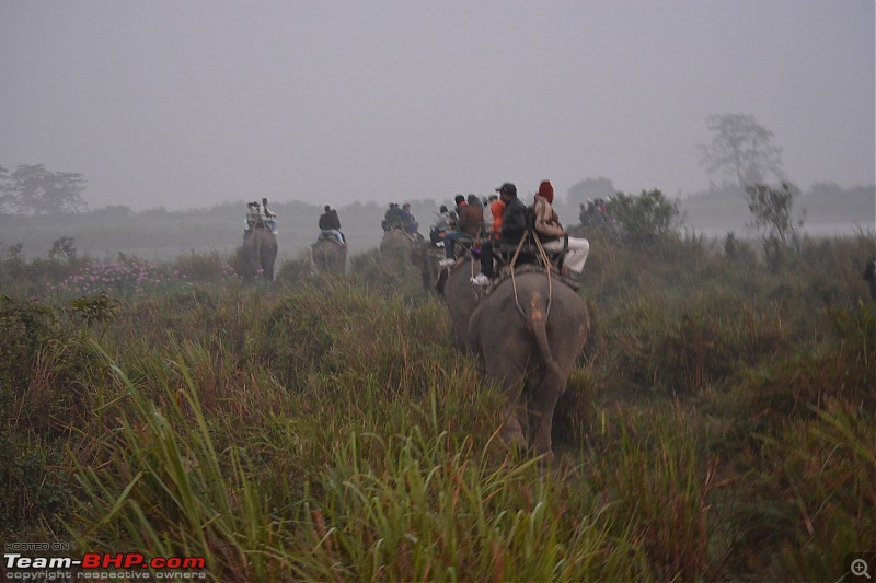 Experiencing Wildlife and Nature - Kaziranga National Park-dsc_1143.jpg
