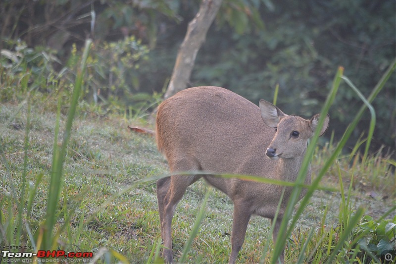 Experiencing Wildlife and Nature - Kaziranga National Park-dsc_1238.jpg