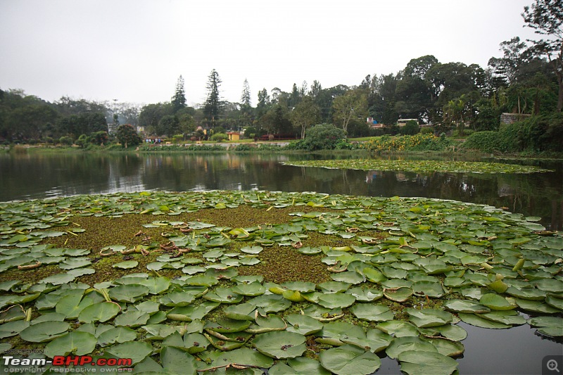 Yercaud in December-39_img_5857_1.jpg