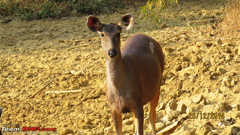 Tadoba: A Family's Winter Trip-sambarfemalenervous.png