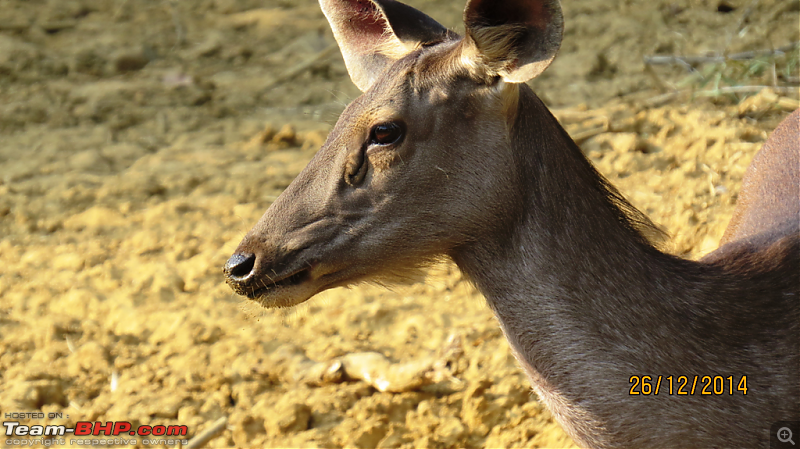 Tadoba: A Family's Winter Trip-closeupsambarfemale.png