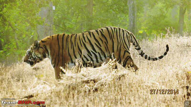 Tadoba: A Family's Winter Trip-tigerwaitandwatch.png