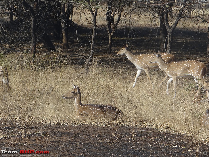 A trip to the Jewel of the West - Gujarat-dsc00910.jpg