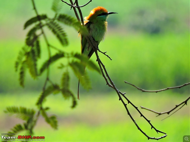 Waghoba at Tadoba-dscn1750.jpg