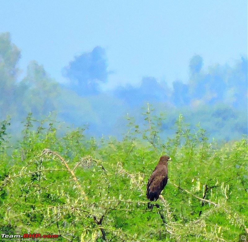 Waghoba at Tadoba-dscn1818.jpg