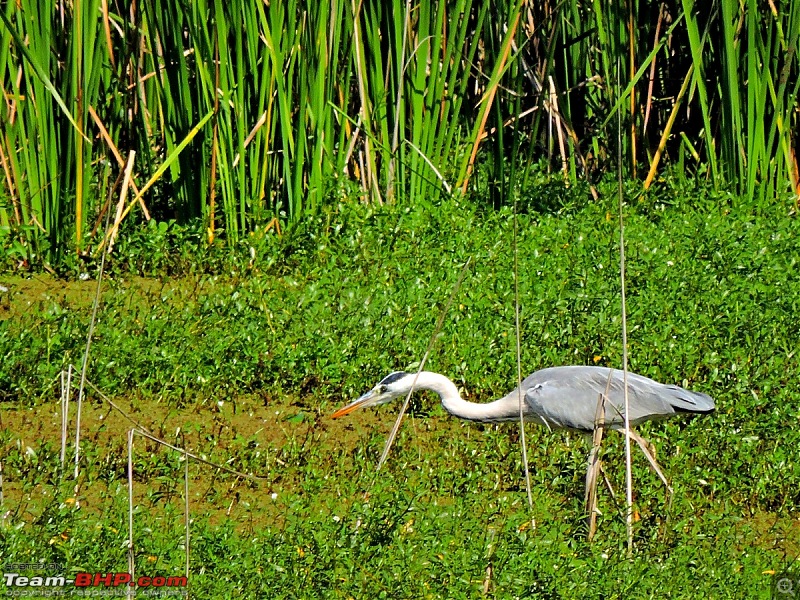 Waghoba at Tadoba-dscn1869.jpg