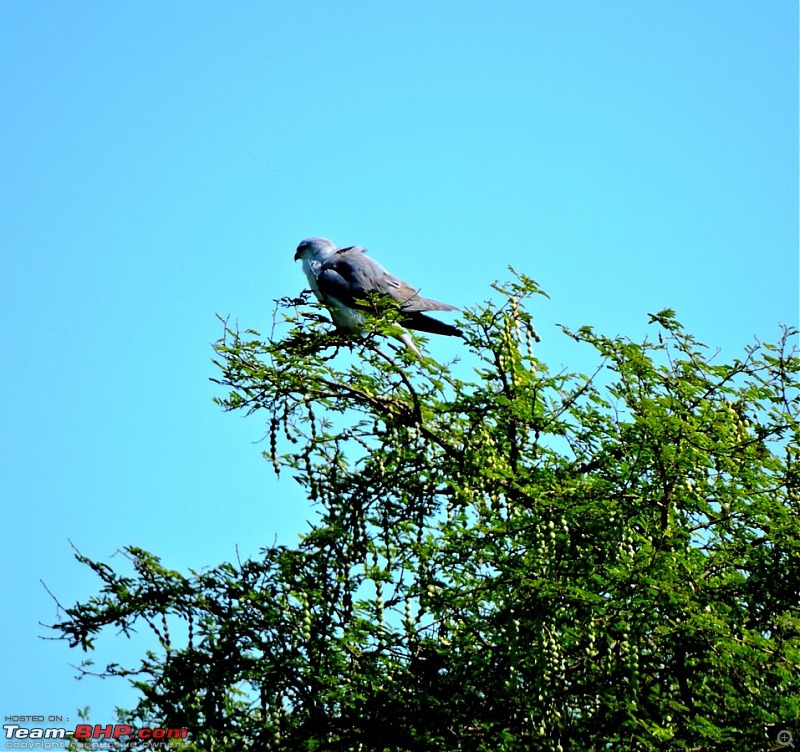 Waghoba at Tadoba-dscn1896.jpg