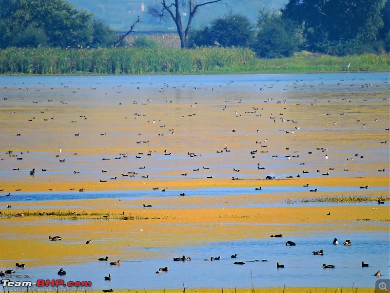 Waghoba at Tadoba-dscn1841.jpg