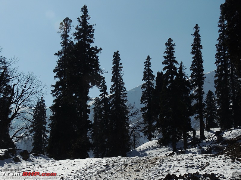 The White Album - Gulmarg, Kashmir-dscn3101.jpg