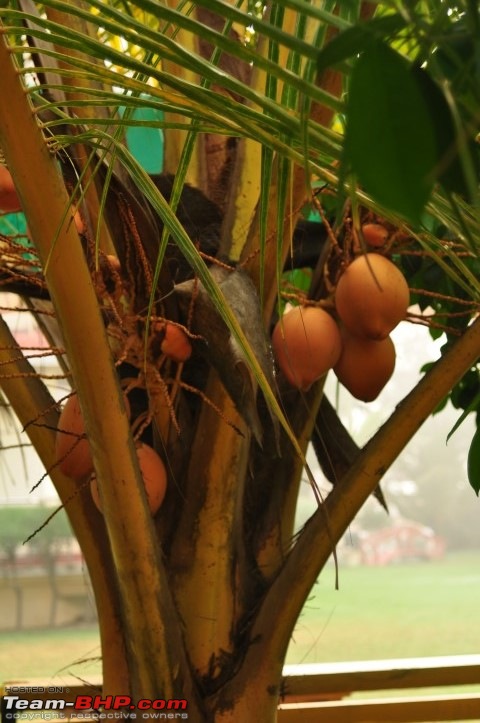 A quickie of sorts - Mandarmoni, West Bengal in winter 2015-kerala-coconuts-bengal-jan-06-740-am.jpg