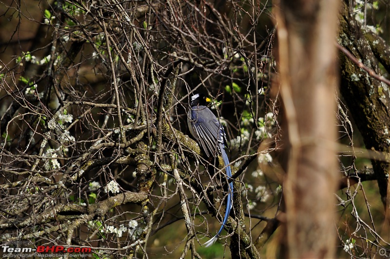 Tirthan Valley  A slice of divinity-bird1.jpg