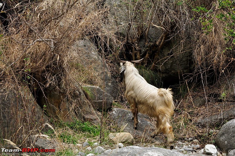 Tirthan Valley  A slice of divinity-goat2.jpg