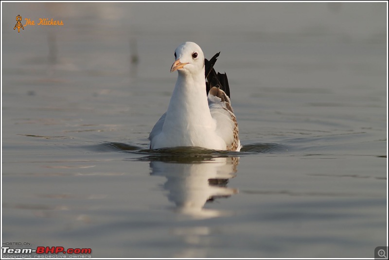 Birding at its best. EDIT: December 2015 updates!-img_9987.jpg