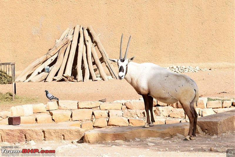 Life in the Kingdom - Riyadh-dsc_0432.jpg