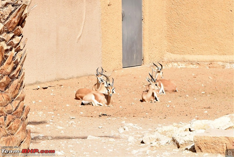 Life in the Kingdom - Riyadh-dsc_0437.jpg