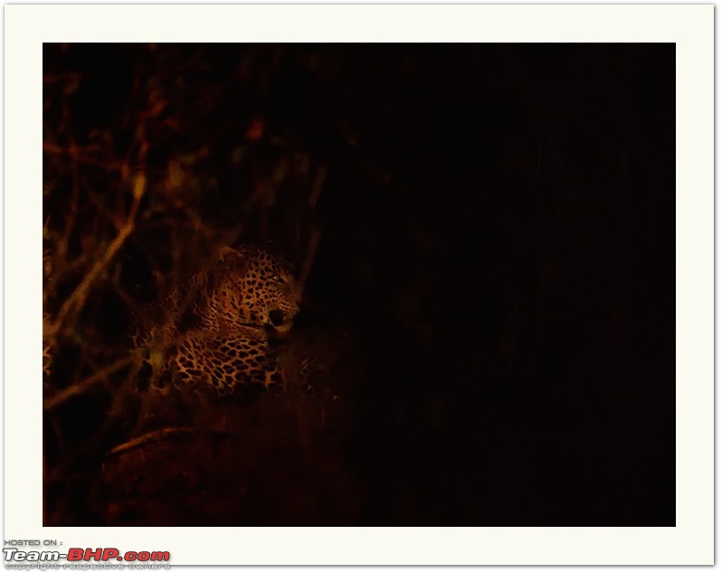 Bison chronicles: A 3000 kms dash to the Satpuras-leopard-night.jpg