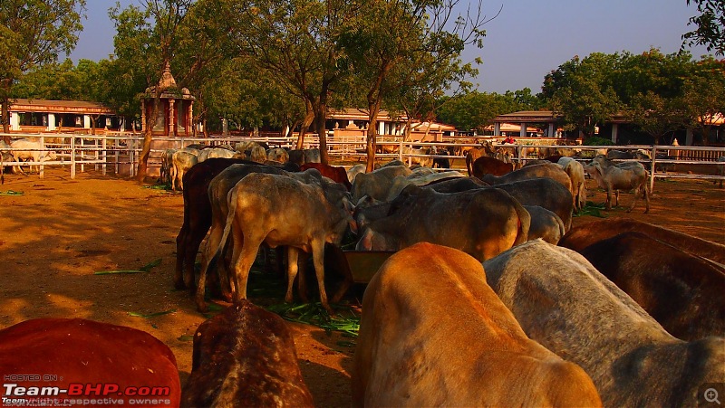 Linea T-Jet: Bangalore to Rajasthan and the enchanting Indian history, landscapes en route-p1015496.jpg