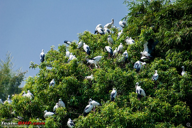 Two Pulsars, Bird Watching and Remnants of the Tipu era-ranganthittu_122.jpg