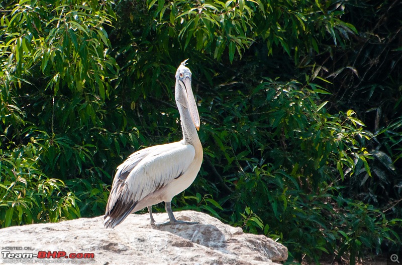 Two Pulsars, Bird Watching and Remnants of the Tipu era-ranganthittu_126.jpg