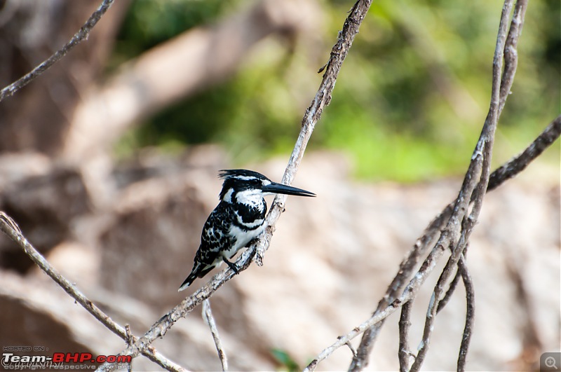 Two Pulsars, Bird Watching and Remnants of the Tipu era-ranganthittu_136.jpg