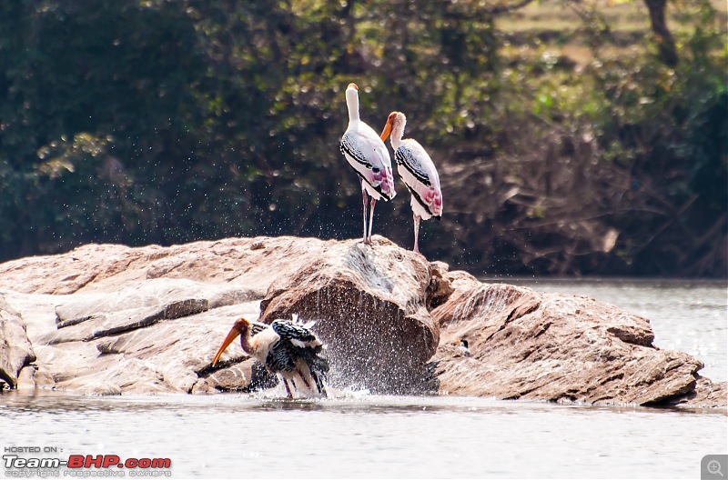 Two Pulsars, Bird Watching and Remnants of the Tipu era-ranganthittu_138.jpg