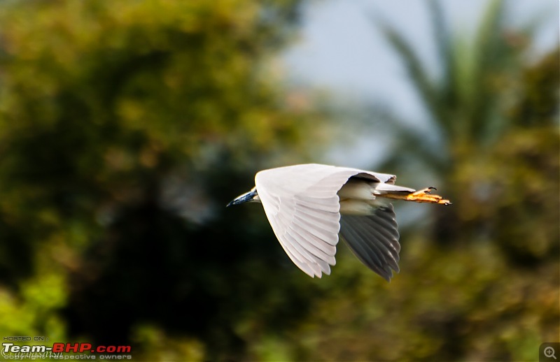 Two Pulsars, Bird Watching and Remnants of the Tipu era-ranganthittu_139.jpg