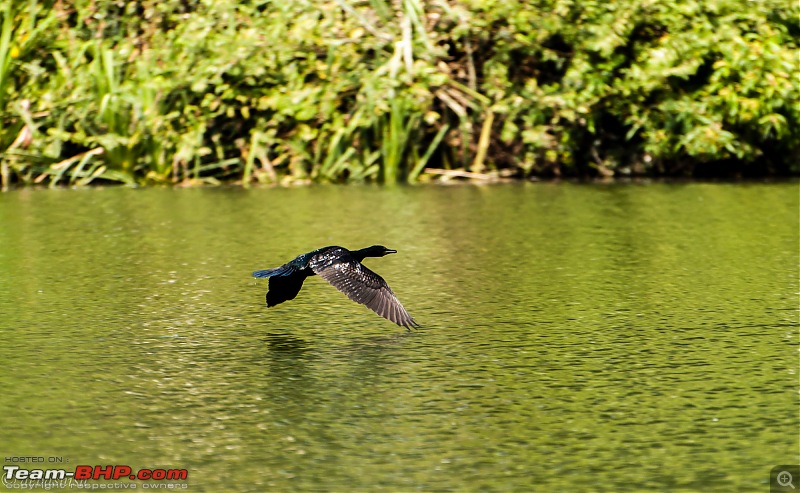 Two Pulsars, Bird Watching and Remnants of the Tipu era-ranganthittu_151.jpg