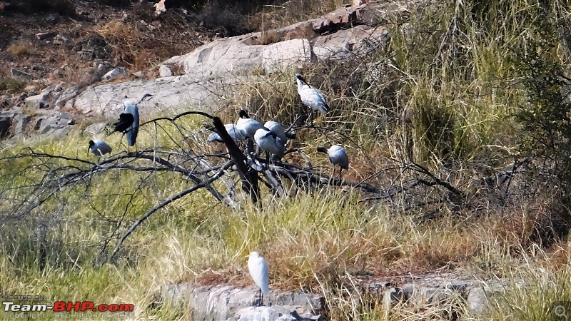 A week's drive through Rajasthan Part II - The desert wind blows over Marwar-dsc03500.jpg