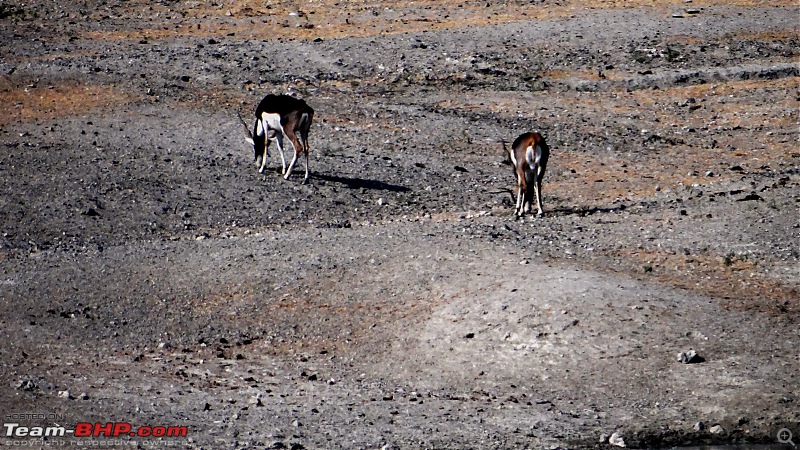 A week's drive through Rajasthan Part II - The desert wind blows over Marwar-dsc03543.jpg