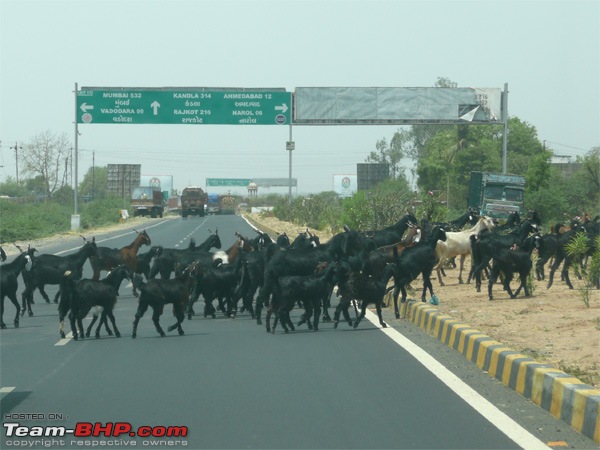 Dwarka-Gujarat: A long drive to the lost city of atlantis-goats_web.jpg