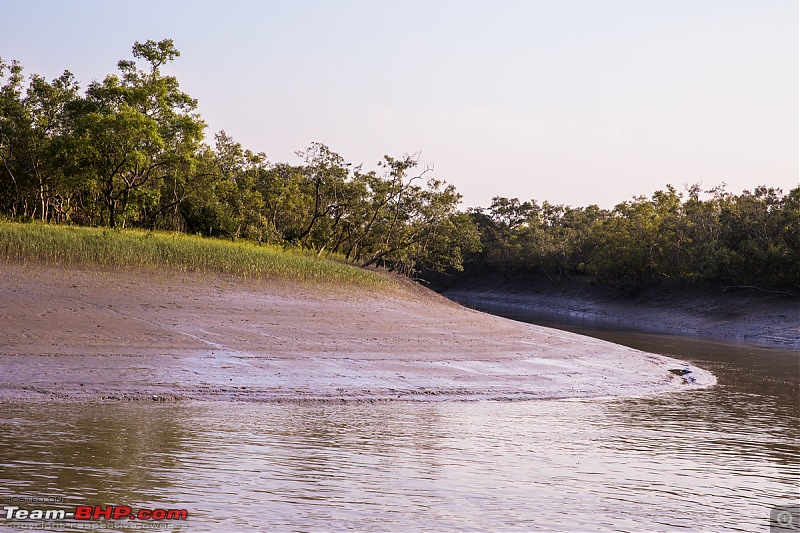 In search of the Legendary Swamp Tiger - Sundarbans Tiger Reserve-_43a3993.jpg