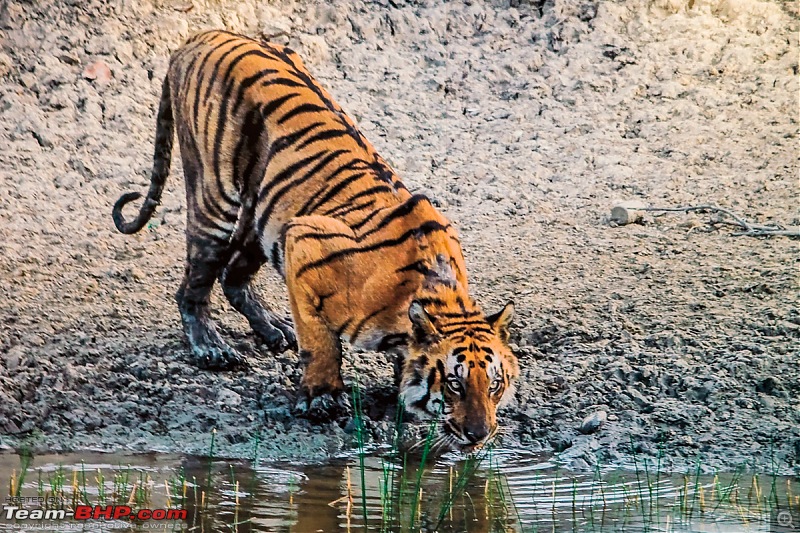 In search of the Legendary Swamp Tiger - Sundarbans Tiger Reserve-bcmt_43a4022.jpg