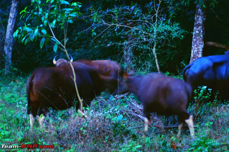 A Junglee prelude to a Sunny New Year - Dandeli & Goa-dsc02156.jpg