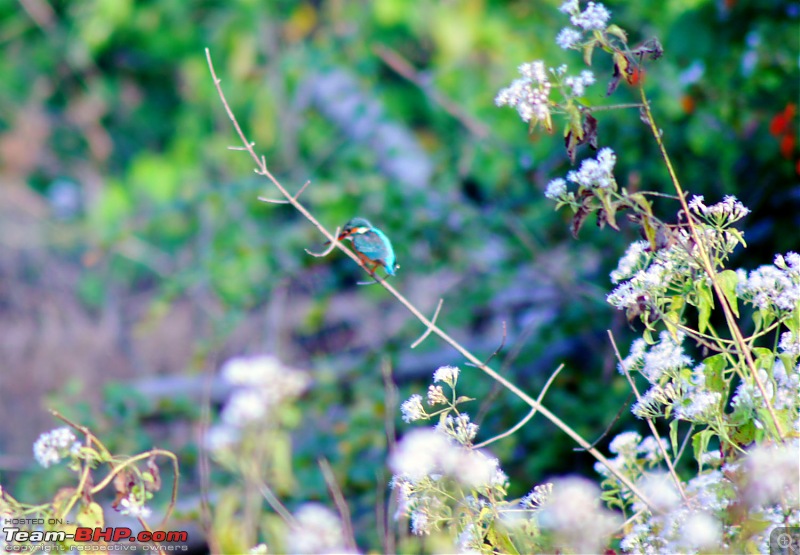 A Junglee prelude to a Sunny New Year - Dandeli & Goa-dsc02216.jpg