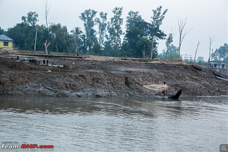 In search of the Legendary Swamp Tiger - Sundarbans Tiger Reserve-str_43a4047.jpg