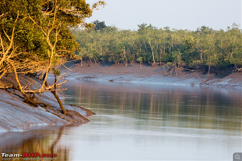 In search of the Legendary Swamp Tiger - Sundarbans Tiger Reserve-str_t4a7882.jpg