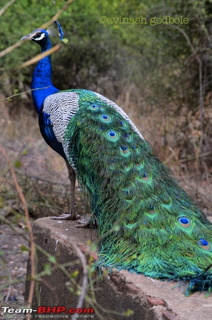 Holi Sariska! Rajasthan's Tiger Reserve-1peacock-3-imagekind.jpg