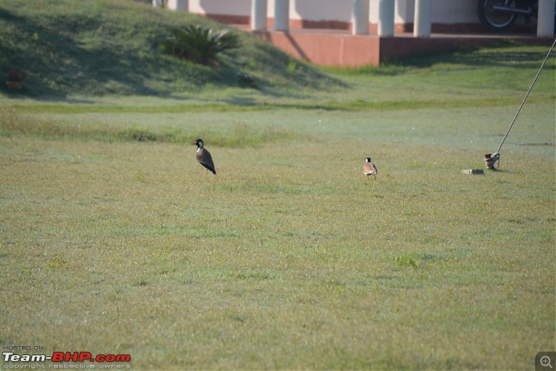 Chomu, Jaipur - Relaxation guaranteed-dsc_1336.jpg