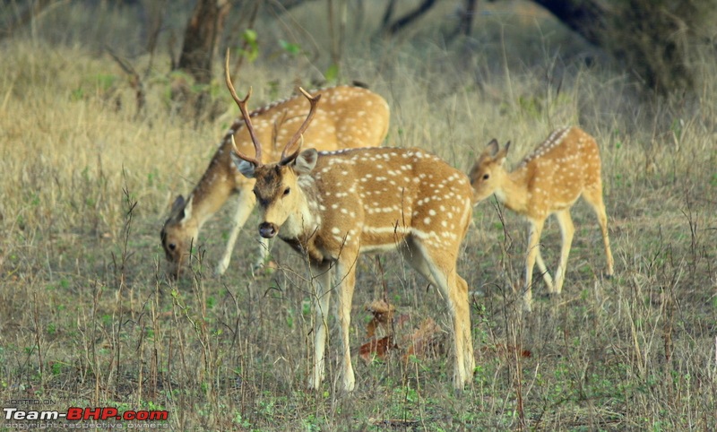 Hyderabad to the Land of the Tiger - Tadoba National Park-img_4711.jpg