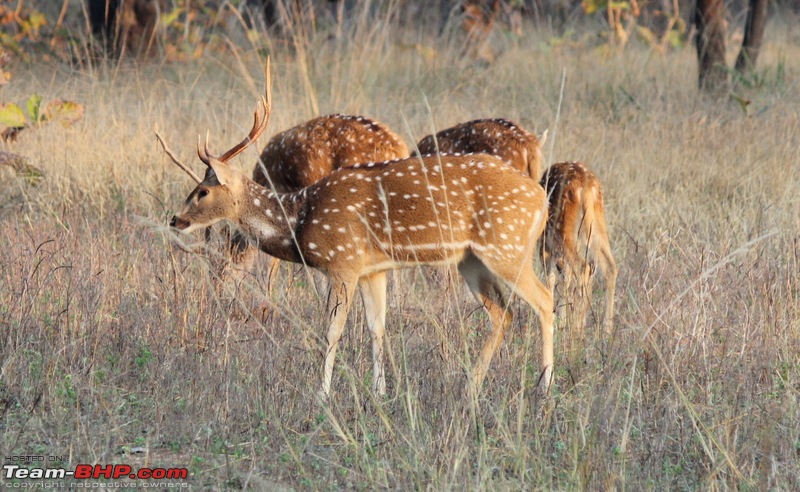 Hyderabad to the Land of the Tiger - Tadoba National Park-img_4721.jpg