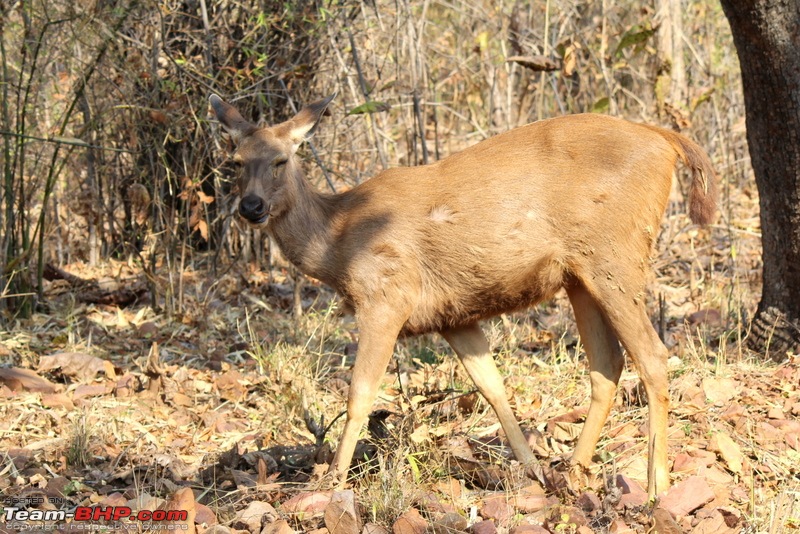 Hyderabad to the Land of the Tiger - Tadoba National Park-img_4846.jpg