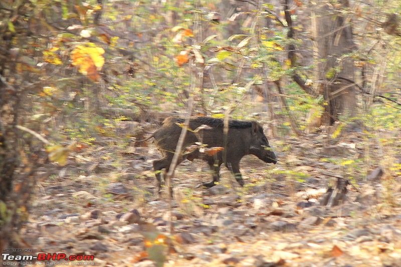 Hyderabad to the Land of the Tiger - Tadoba National Park-img_4866.jpg