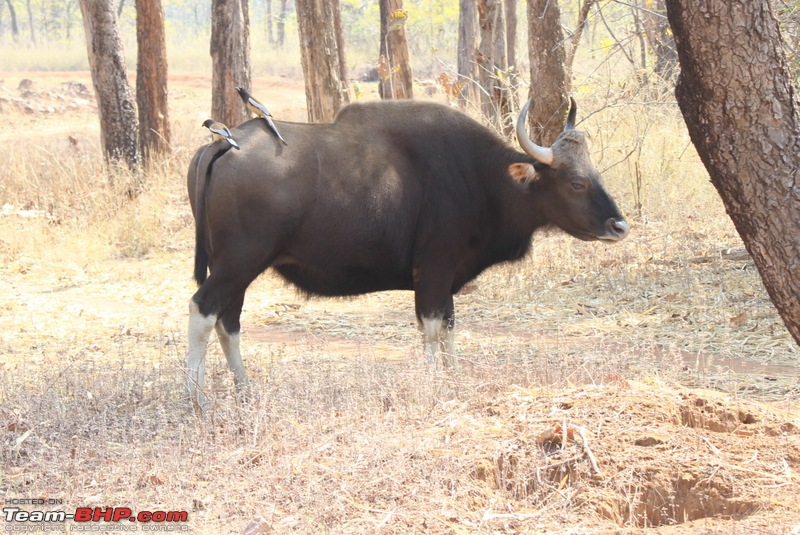 Hyderabad to the Land of the Tiger - Tadoba National Park-img_4940.jpg