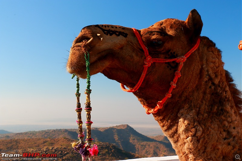 Kutch Expedition with a Mahindra Logan-camel-10.jpg