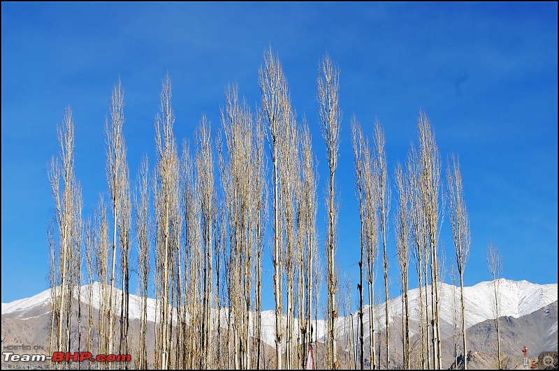 Where eagles dare: A winter sojourn to Ladakh!-dsc_0073.jpg