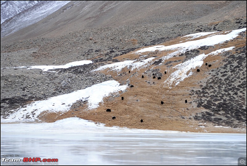 Where eagles dare: A winter sojourn to Ladakh!-dsc_0442.jpg