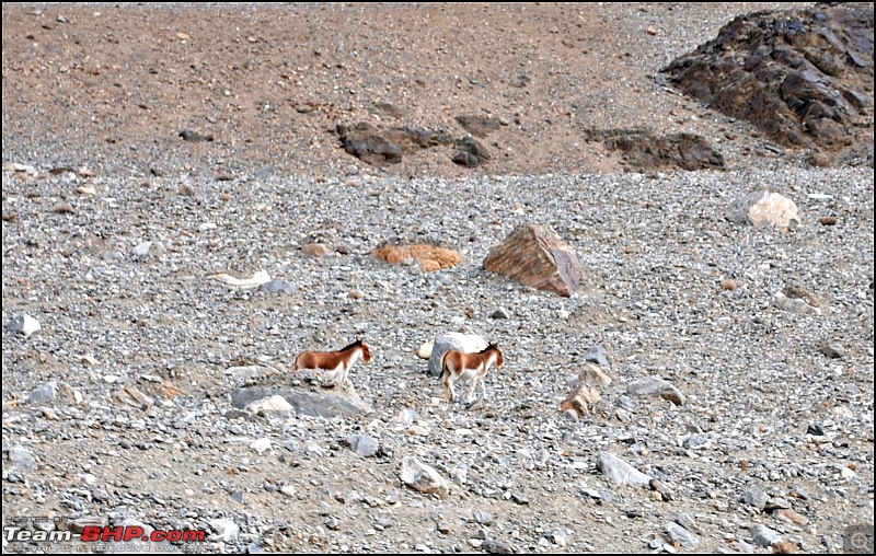 Where eagles dare: A winter sojourn to Ladakh!-dsc_0444.jpg