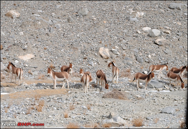Where eagles dare: A winter sojourn to Ladakh!-dsc_0449.jpg